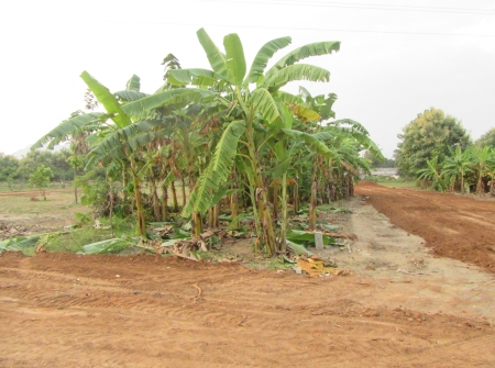 6) Venture Plots for Sale with Trees in Tirupati.JPG